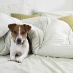What is the best apartment-friendly pet furniture? - Petfind