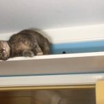 7 tips for DIY cat wall shelves and walkwa