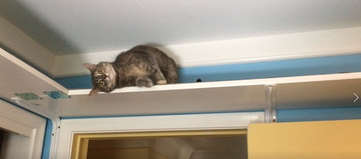 7 tips for DIY cat wall shelves and walkwa