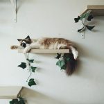Options for Cat Wall Shelves and Perches | LoveToKn