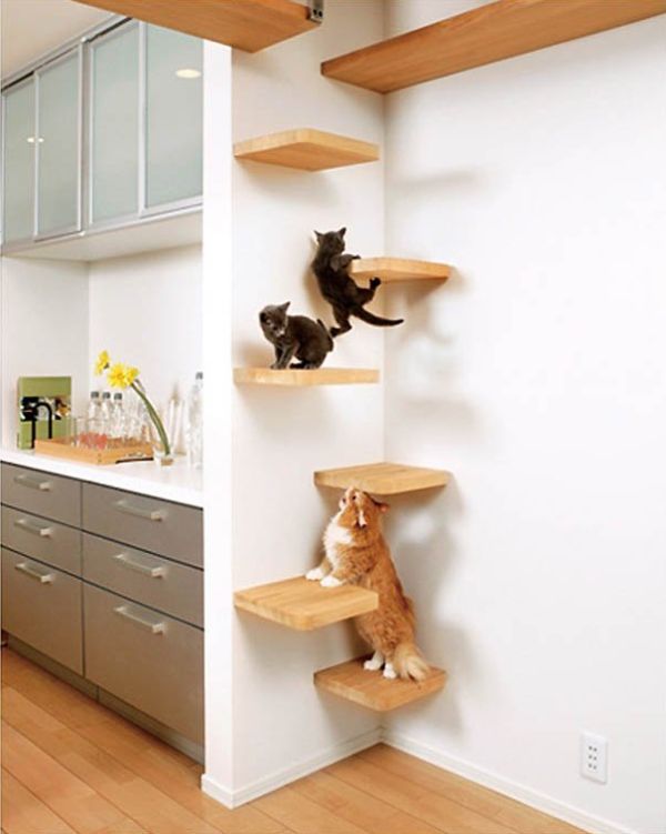 Take The Time To Build Cat Shelves: Fun For Both You And Your Pet .