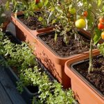 Self-Care Garden Planters : Berberis self-watering plant