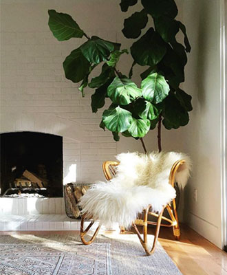 Breaking home interior design rules to add fake plants