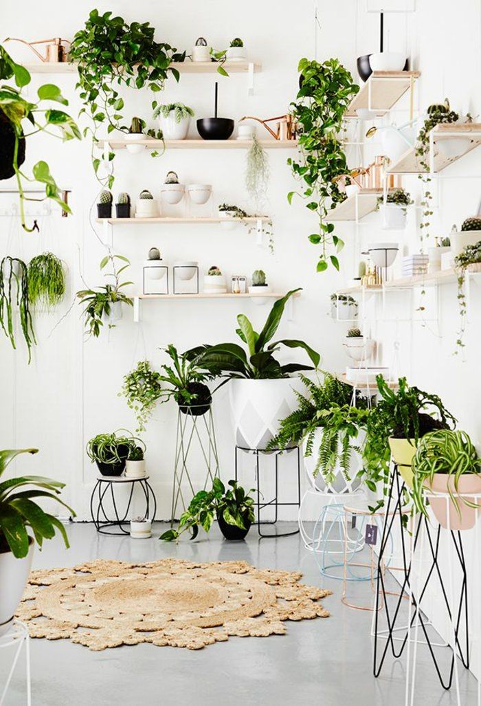 Indoor Plant Ideas