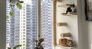 Cat Shelves