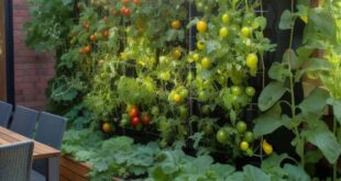 Backyard Garden