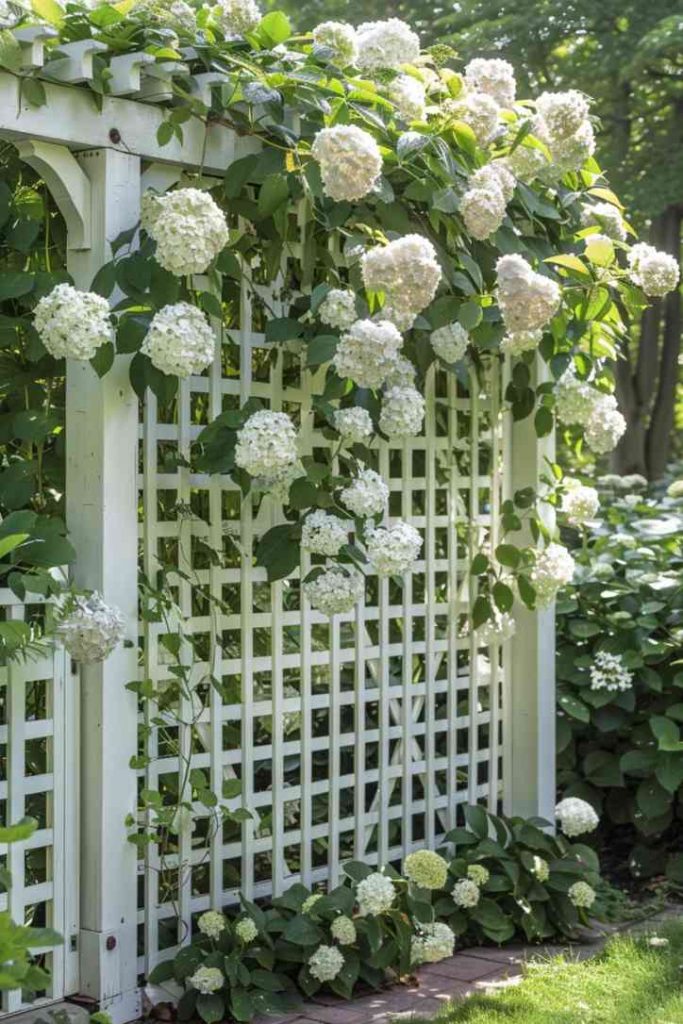 A lattice panel trellis exudes rustic country house charm. Its criss-cross wooden framework invites climbing hydrangeas and fragrant jasmine to rise and display their lush foliage and vibrant blooms.