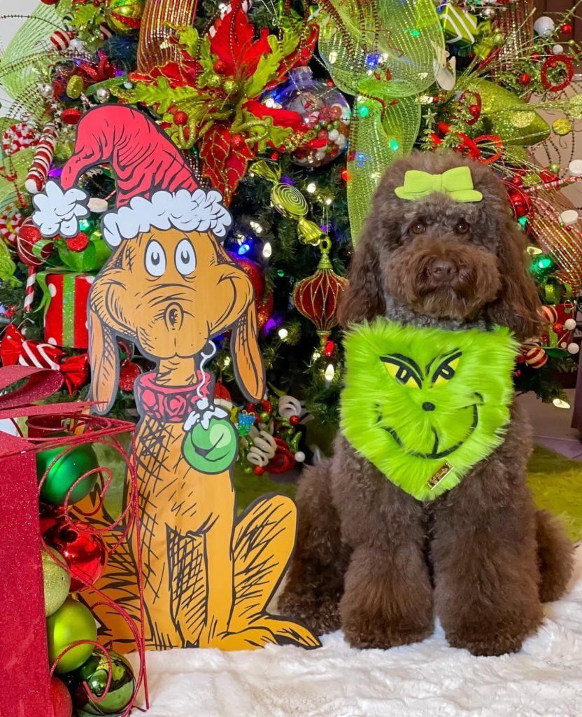 Max-Inspired Pet Display