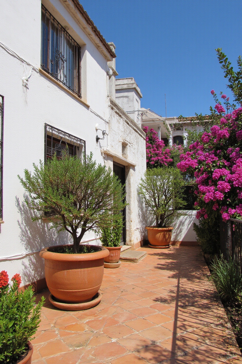urban garden ideas - Mediterranean Terrace Garden Oasis - Sunlight bathes a gorgeous terrace garden in a...