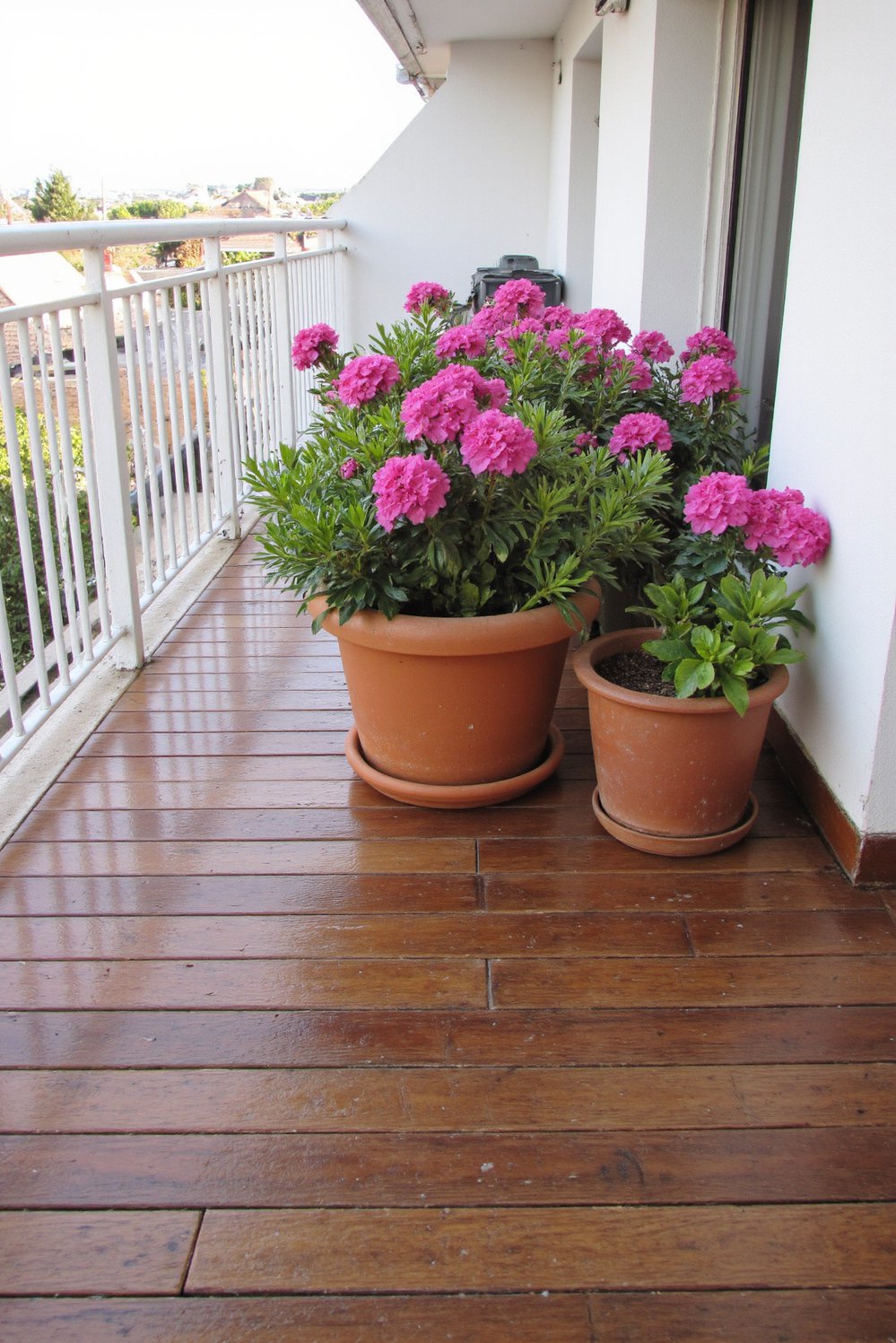 Balcony flooring ideas - Contemporary Charm: Redwood Flooring Paired with Vibrant Geraniums - Design a striking balcony with rich redwood flooring...